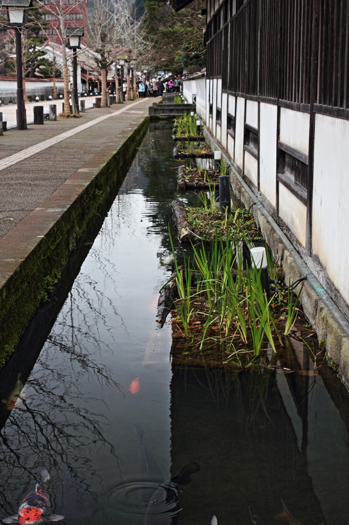 津和野 carpio