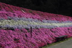 芝桜