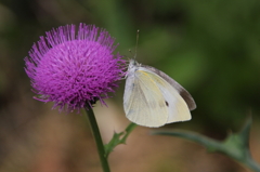 モンシロチョウ