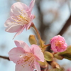 河津桜