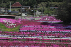 芝桜