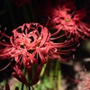 曼珠沙華