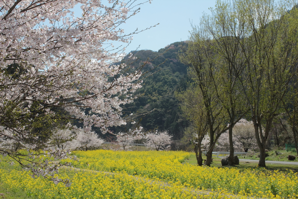 桜