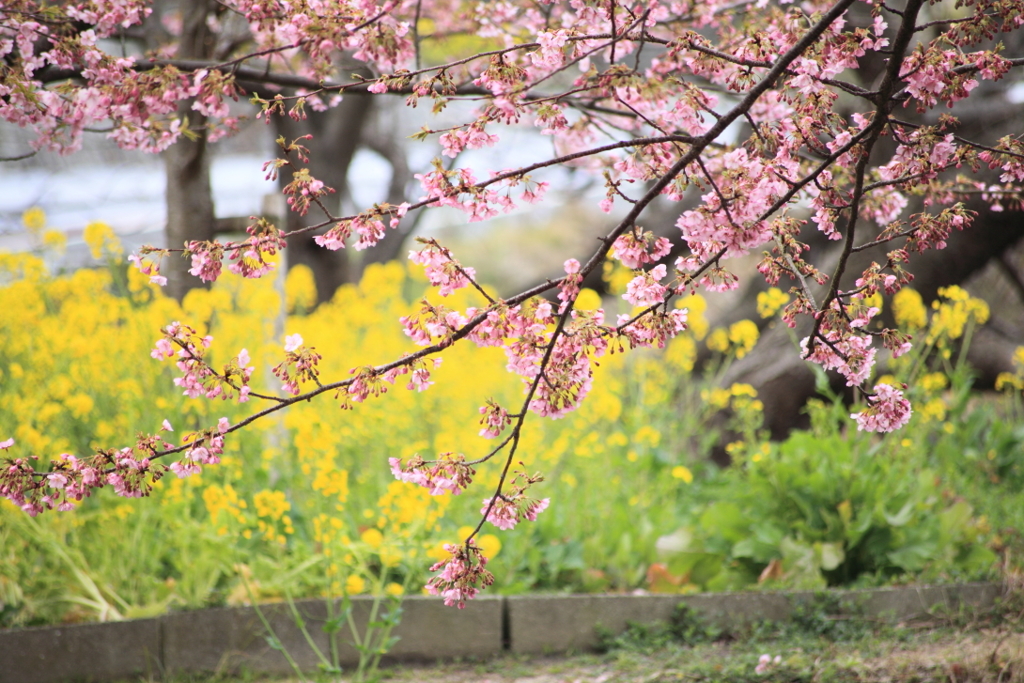 河津桜