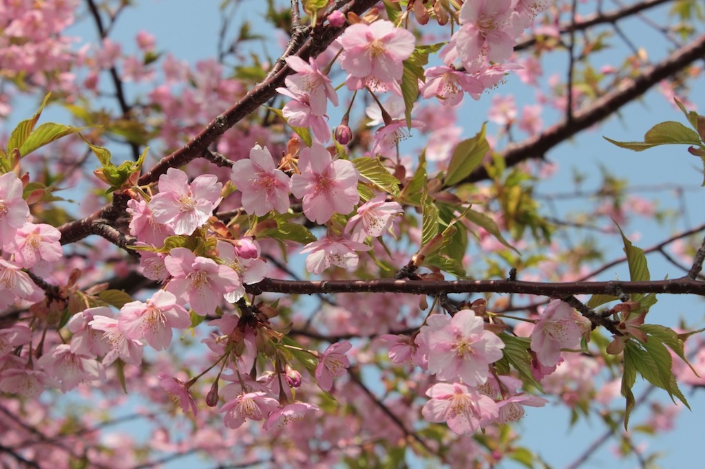 河津桜