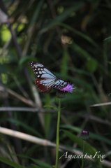 アサギマダラ