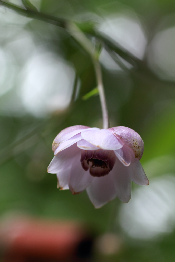 蓮華升麻