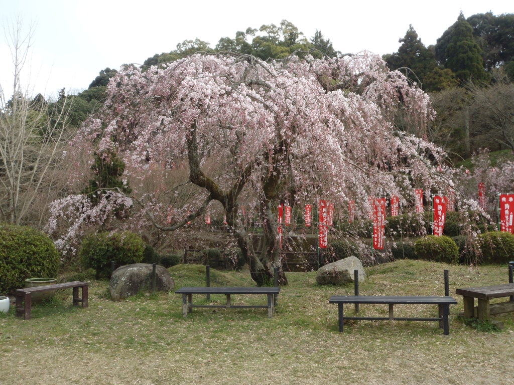 枝垂れ桜