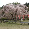 枝垂れ桜