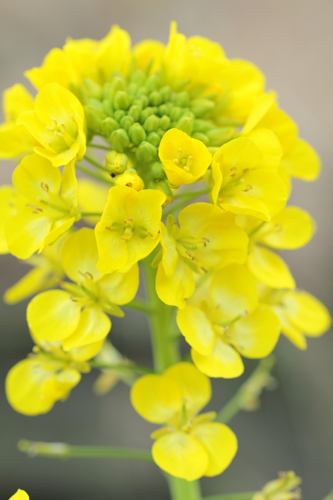 菜の花