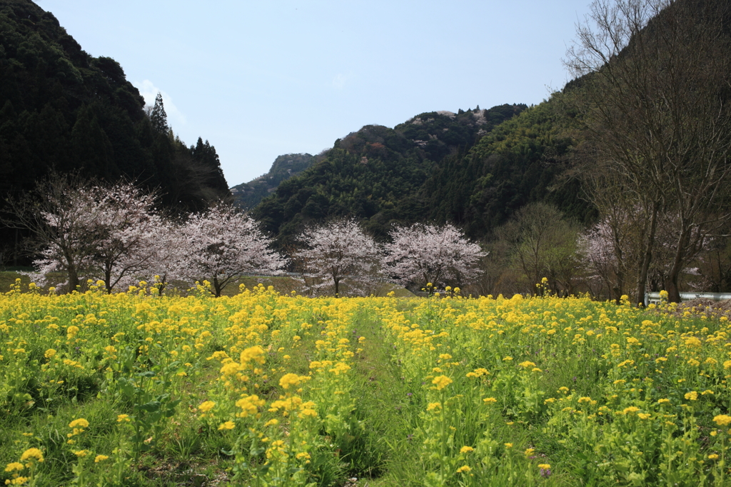 菜花と公園