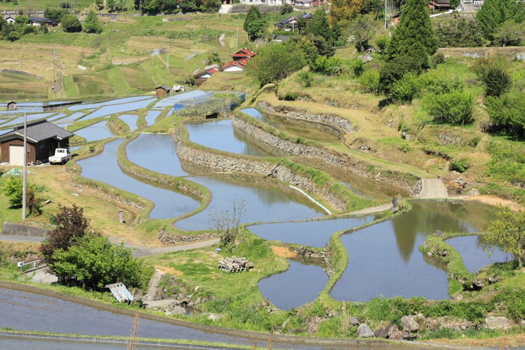 田んぼ