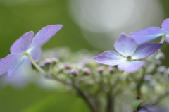 額紫陽花