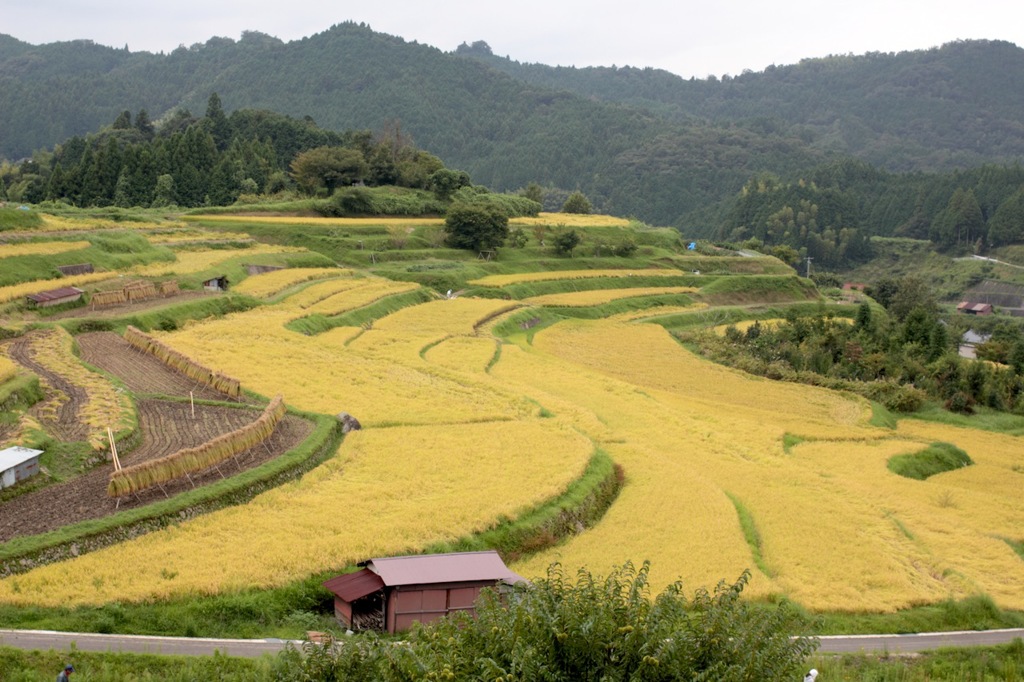 中須の棚田（秋）