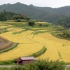 中須の棚田（秋）