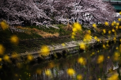 菜の花の花見