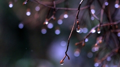 水の真珠