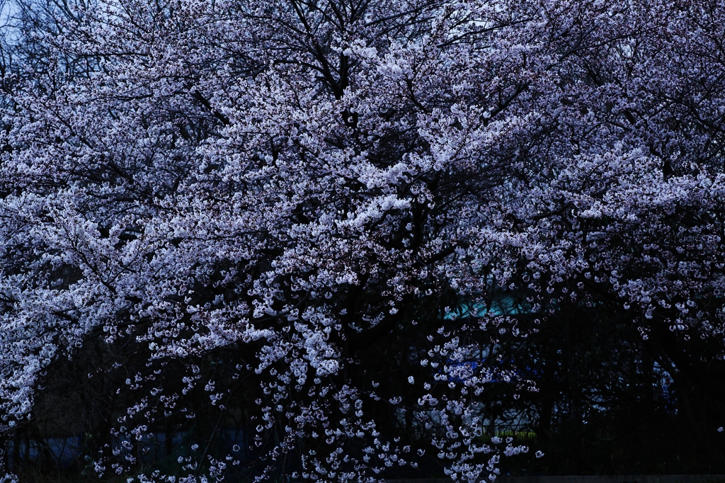 雪の様なひろがり
