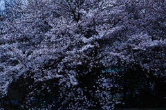 雪の様なひろがり