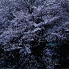 雪の様なひろがり