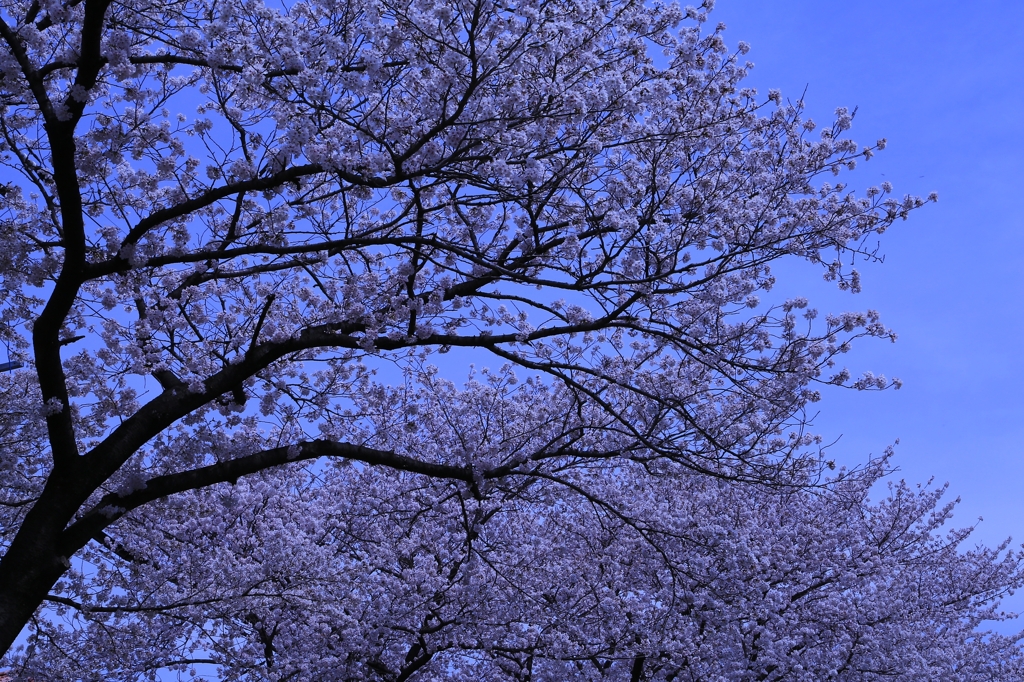 静寂の満開