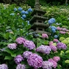 長谷寺の紫陽花