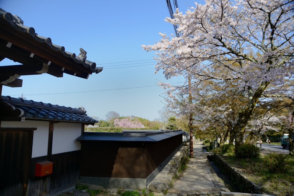 桜咲く坂本町