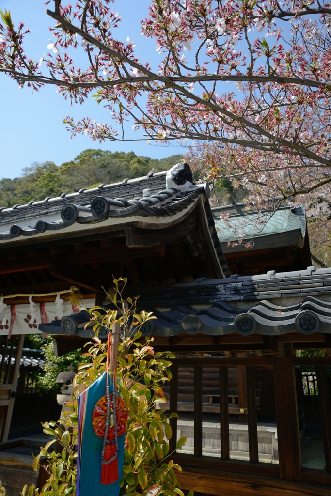 葉桜の北野神社