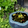 極楽寺にて