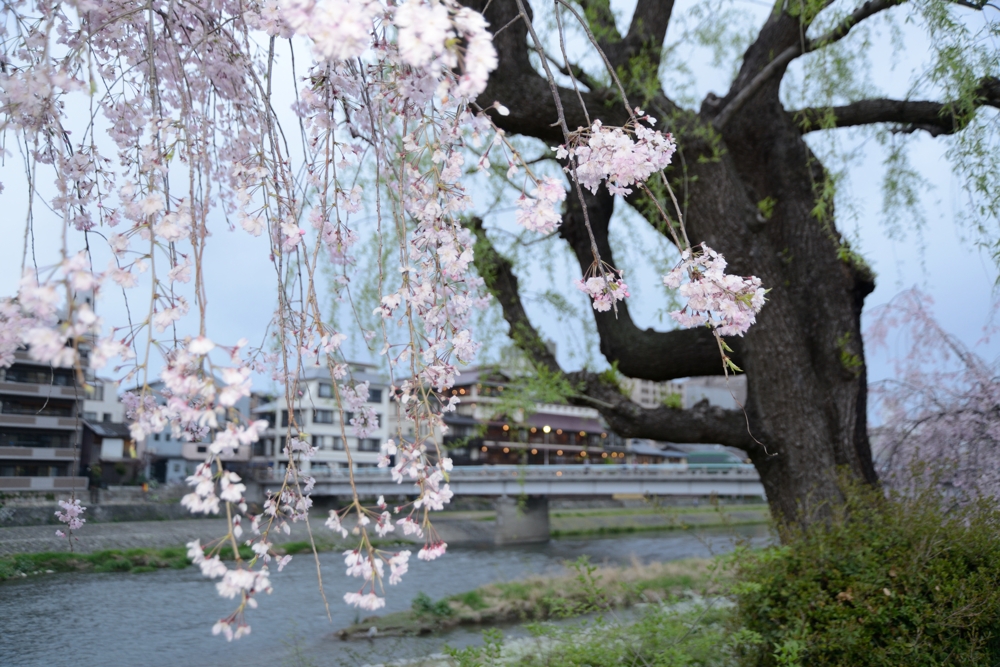 鴨川沿いの枝垂桜