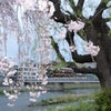 鴨川沿いの枝垂桜