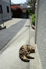 北野町の猫