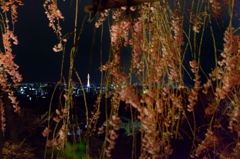 夜桜越しの京都タワー