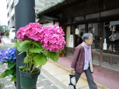 街角の紫陽花