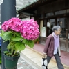 街角の紫陽花