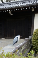 東本願寺のアオサギ