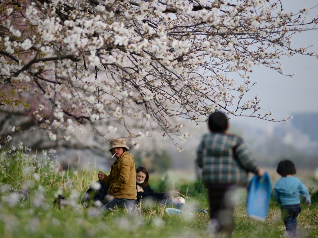 桜咲く日の休日