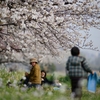 桜咲く日の休日