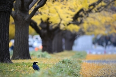 馬場崎門付近の銀杏並木