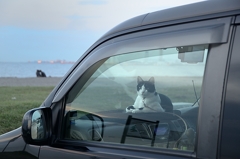 車内の留守番猫
