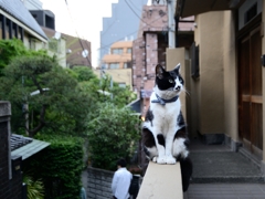 神楽坂の猫