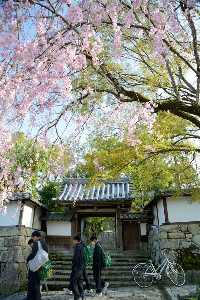 枝垂桜のある家路