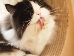 ぺろぺろ