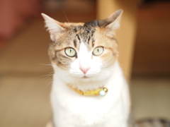 カメラ目線ありがとう