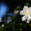 DSC01295