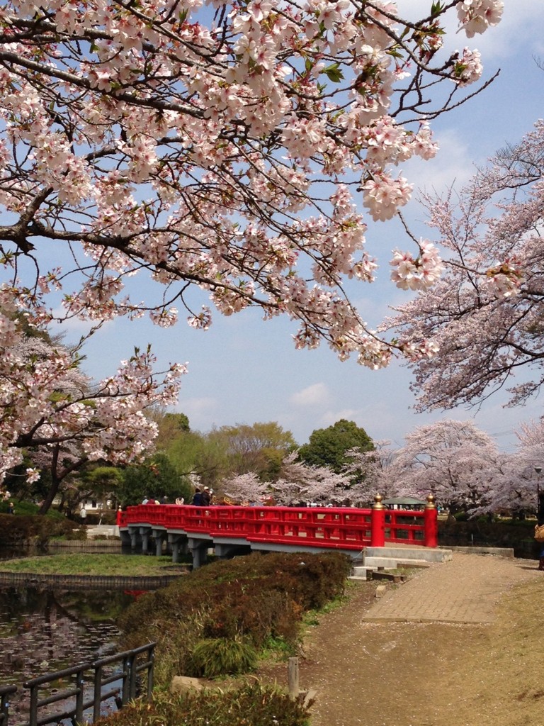 桜2 iPhone