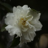 DSC00900