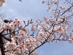 桜1 iPhone