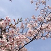 桜1 iPhone
