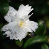 DSC01293